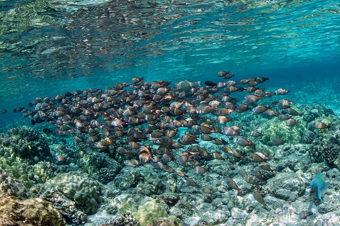2-Hour Dolphin Watching and Double Reef with Snorkel in Hawaii - Group size, comfort, and the boat