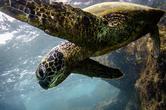 2-Hour Dolphin Watching and Double Reef with Snorkel in Hawaii - Watching for dolphins on the Kona coast