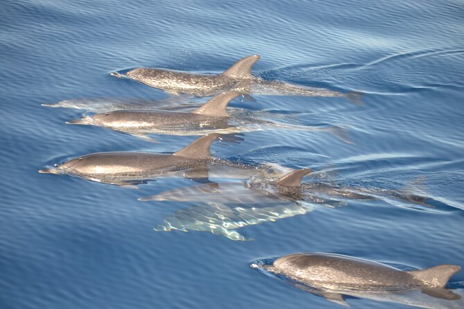 2-Hour Dolphin Watching Experience in Fuerteventura - Setting out from Morro Jable at 10:00 am