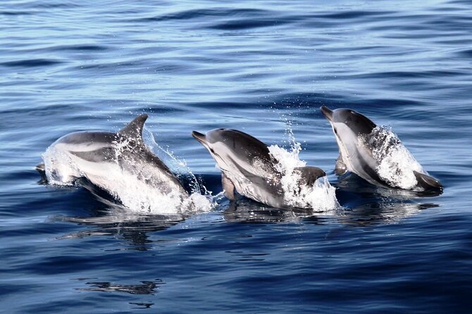 2-Hour Dolphin Watching Experience in Fuerteventura - Aboard the Magic Dolphin