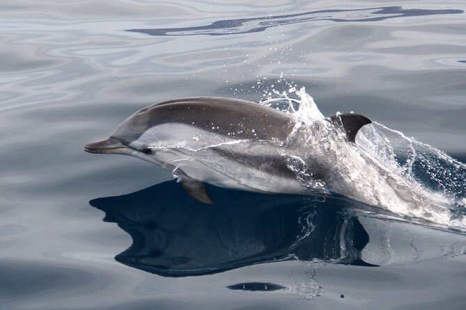 2-Hour Dolphin Watching Experience in Fuerteventura - Dolphins, turtles, and the value of an open-water encounter