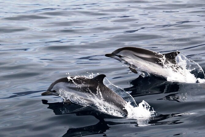 2-Hour Dolphin Watching Experience in Fuerteventura - Who will enjoy this cruise most