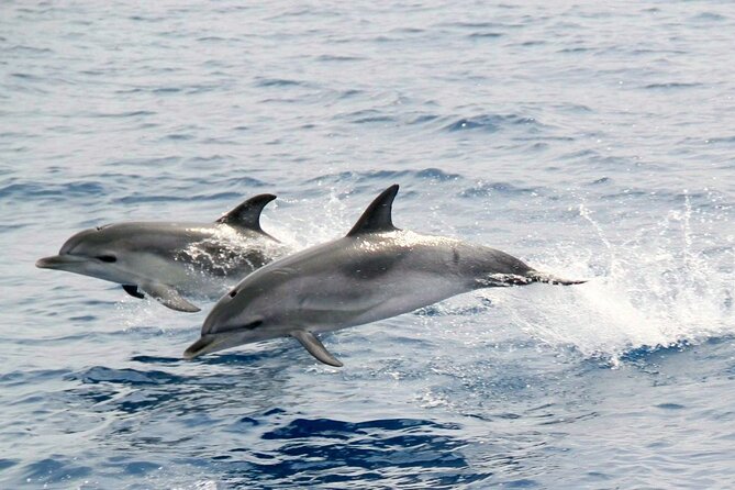 2-Hour Dolphin Watching Experience in Fuerteventura - What the two hours actually feel like