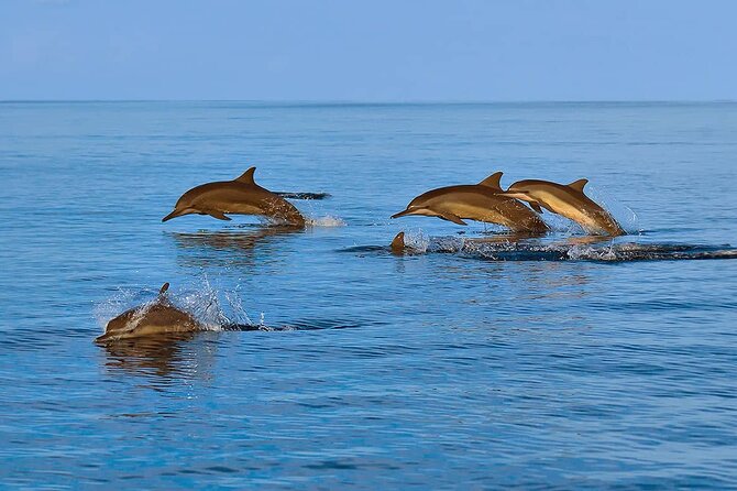 2 Hour Dolphin Watching Experience in Muscat - Who will enjoy this Muscat boat trip?