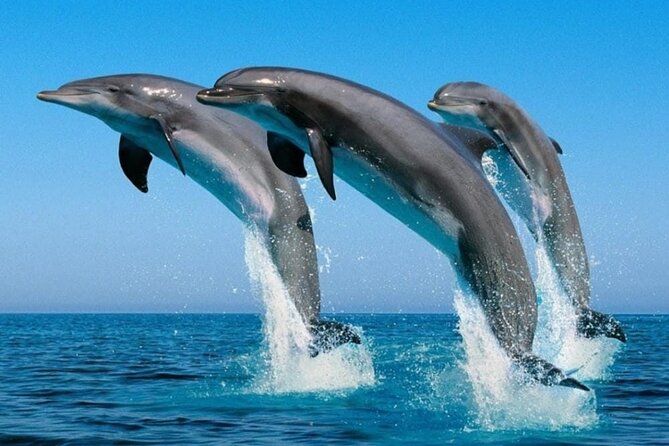 2 Hour Dolphin Watching Experience in Muscat - Simple tips for a better dolphin search
