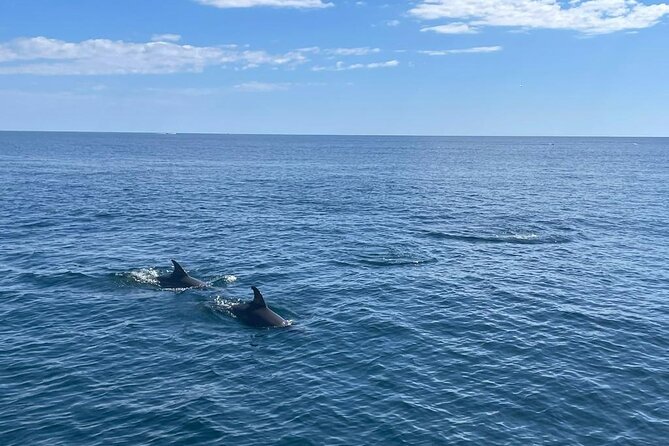 2-Hour Excursion in Search of Dolphins/ Includes Drink and Snacks - When to go for the best chance and mood
