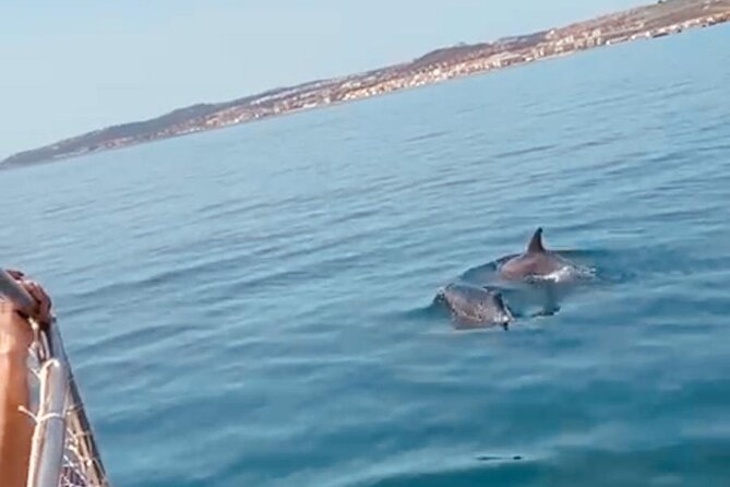 2-Hour Excursion in Search of Dolphins/ Includes Drink and Snacks - What the coastline adds to the trip
