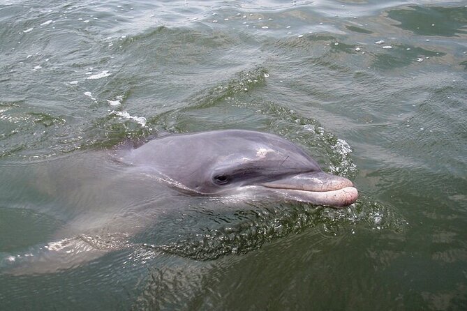 2 Hour Kayak Hilton Head Dolphin and Nature Tour - The real star is the Hilton Head dolphin habitat