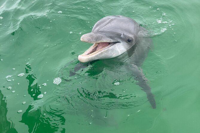 2 Hour Private Dolphin and Sightseeing Tour Shell Island - Shell Island and the first hour on the water
