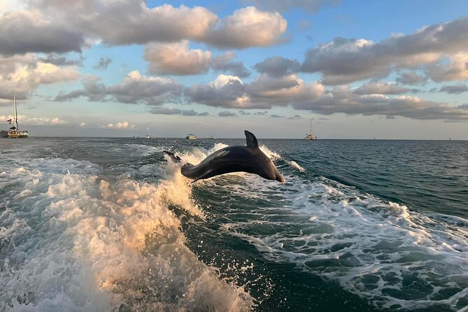 2 Hour Private Dolphin Sightseeing Tour - Setting out from Beck Avenue