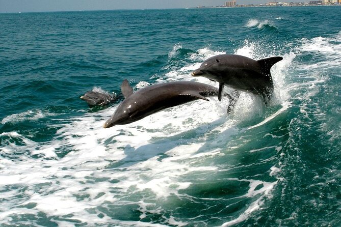 2 Hour Private Dolphin Sightseeing Tour - Why the private format matters