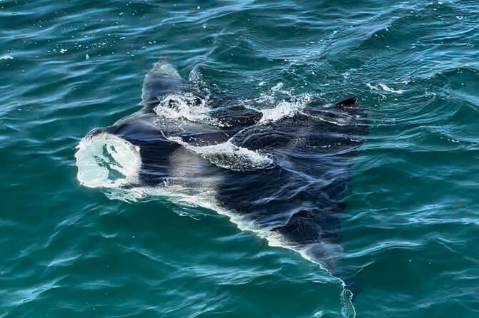 2 Hour Private Dolphin Sightseeing Tour - Who will enjoy this cruise most