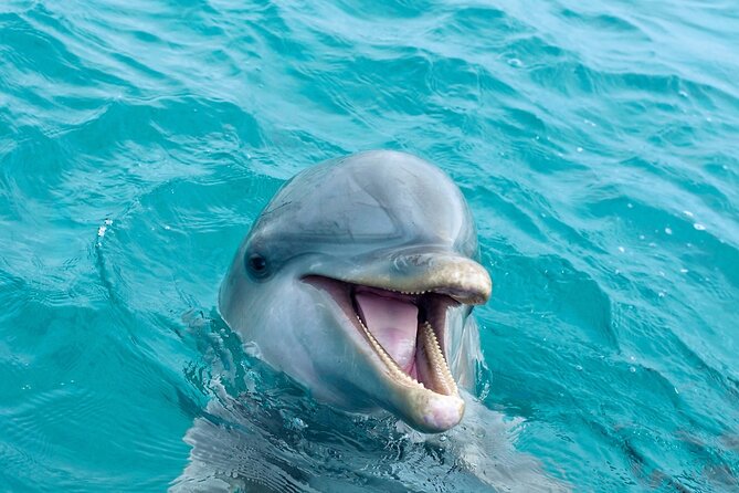 2 Hour Private Dolphin Sightseeing Tour - Cruising toward Shell Island and the Gulf