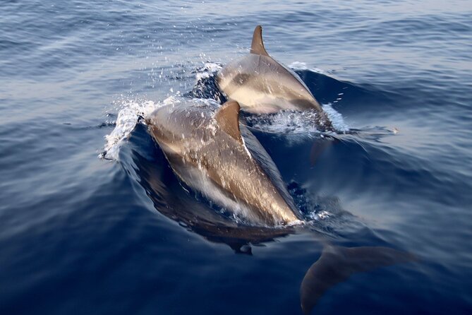 2-Hour Private Dolphin Watching Activity in Taormina - Setting Out From Giardini Naxos at 6 PM