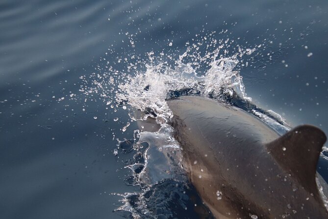 2-Hour Private Dolphin Watching Activity in Taormina - Looking for Dolphins in the Bay