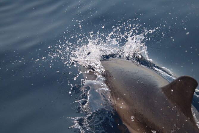 2-Hour Private Dolphin Watching Activity in Taormina - The Evening Light Over Taormina Bay