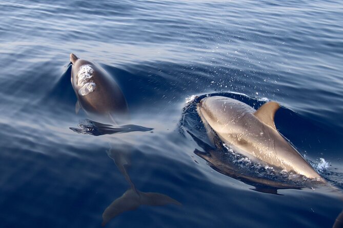 2-Hour Private Dolphin Watching Activity in Taormina - Price, Value, and the Dolphin Question
