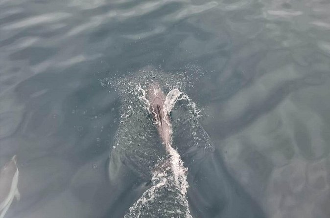 2-Hour Private Dolphin Watching Activity in Taormina - Who Will Enjoy This Boat Trip