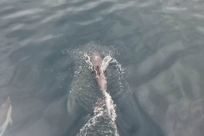 2-Hour Private Dolphin Watching Activity in Taormina - Booking Details and Weather