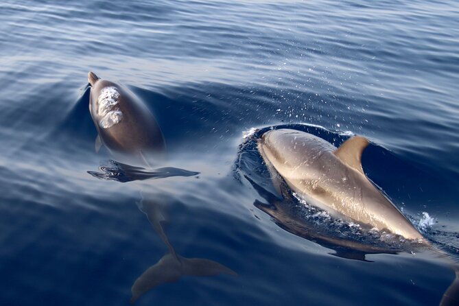 2-Hour Private Dolphin Watching Activity in Taormina - What You Get On Board