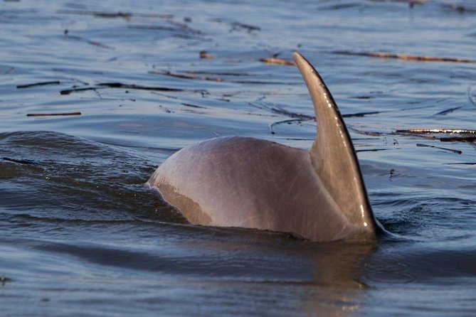2-Hour Private Hilton Head Dolphin Watching Cruise - A private start beside Pinckney Island Wildlife Refuge