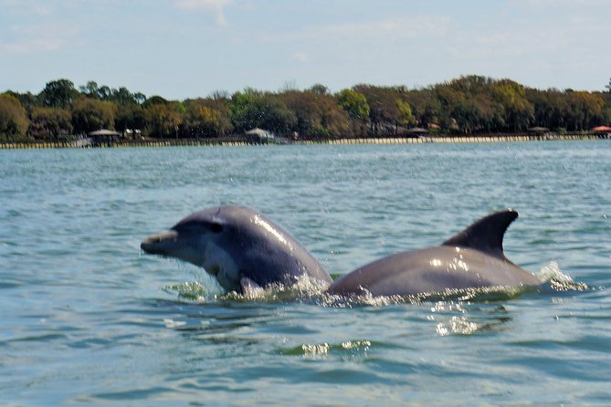 2-Hour Private Hilton Head Dolphin Watching Cruise - Families, first-time boat riders, and older adults