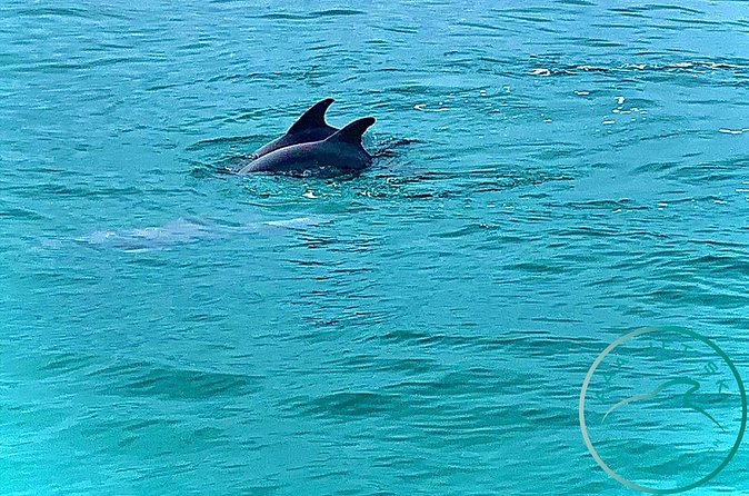 2 Hour Shell Island Jet Ski Dolphin Tour - Searching for dolphins in the Gulf waters