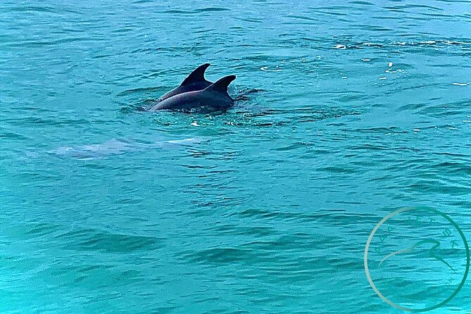2 Hour Shell Island Jet Ski Dolphin Tour - Shell Island offers a needed change of pace