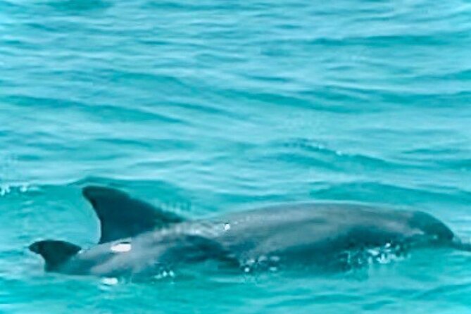 2 Hour Shell Island Jet Ski Dolphin Tour - Who gets the most from this experience