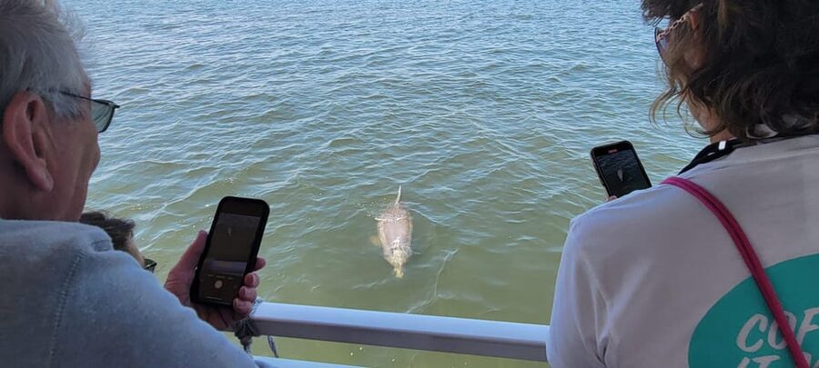 2 Hour Tiki Dolphin Sightseeing Tour in Cocoa Beach - Final booking advice