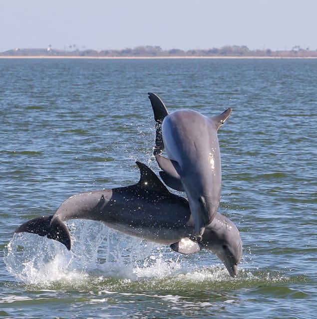 2 Hour Tiki Dolphin Sightseeing Tour in Cocoa Beach - A relaxed BYOB setup