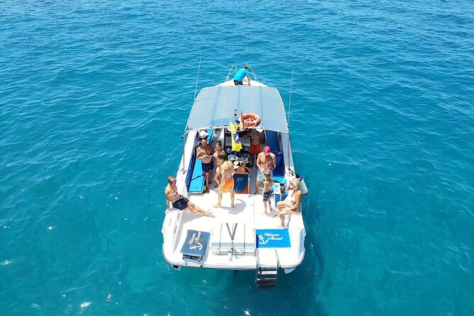 2 hour trip to see whales dolphins puerto colon adeje - Key points to know before booking