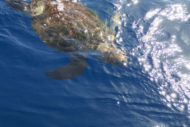2 hour trip to see whales dolphins puerto colon adeje - Views of Costa Adeje and the volcanic coast