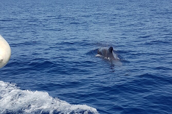 2 hour trip to see whales dolphins puerto colon adeje - Small groups make a real difference