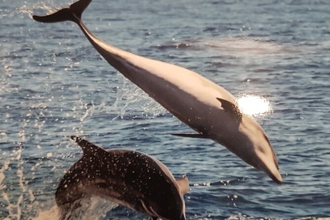 2 hour trip to see whales dolphins puerto colon adeje - Sandwiches, drinks, and the value of $43.45