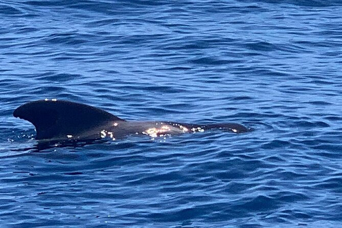 2 hour trip to see whales dolphins puerto colon adeje - What the crew adds to the outing