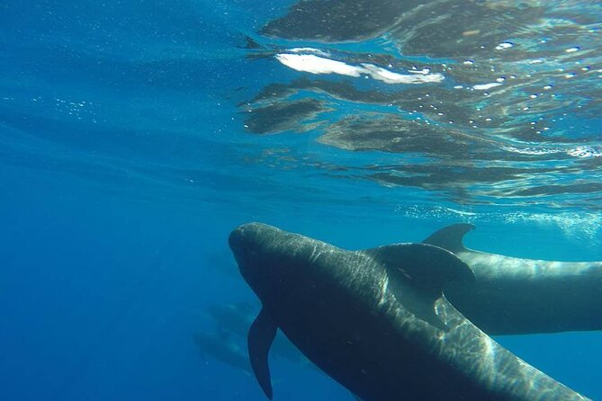 2 hour trip to see whales dolphins puerto colon adeje - Meeting at Puerto Colón in Playa de las Américas