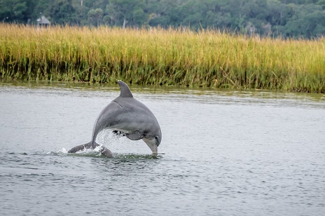 2 Hours Dolphin Eco Tour - Why this two-hour cruise is worth your Savannah time