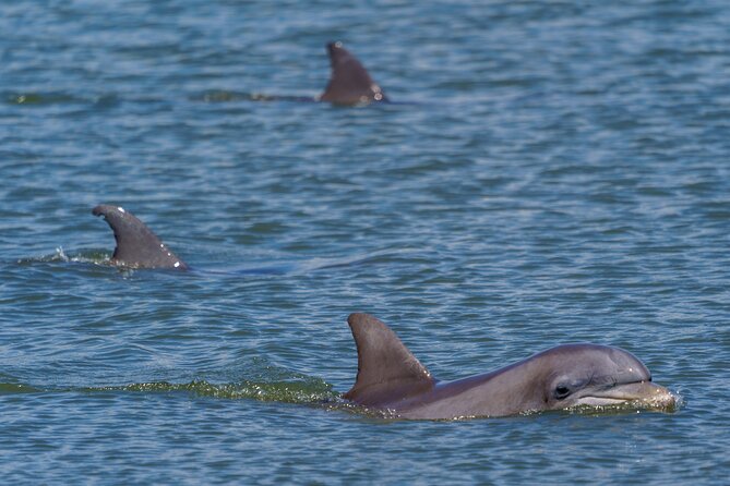 2 Hours Dolphin Eco Tour - Food, drinks, and the boat atmosphere