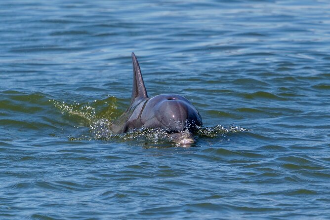 2 Hours Dolphin Eco Tour - Reading the Lowcountry marshes from the boat