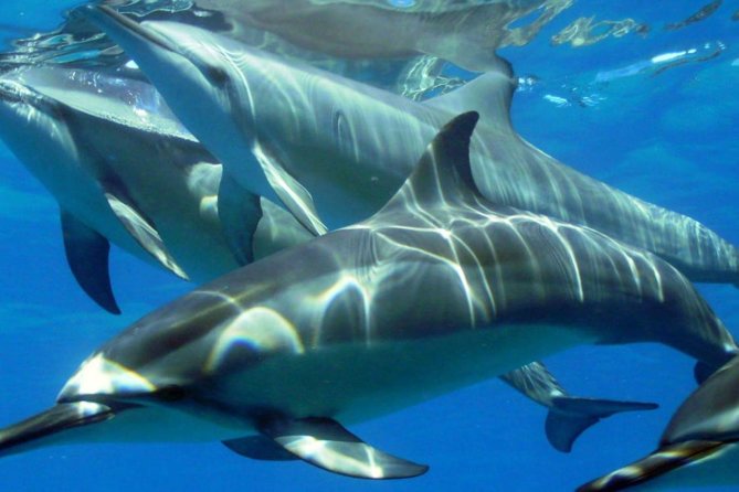 2-Hours Dolphin Excursion in Mauritius - What this Mauritius dolphin trip is really like