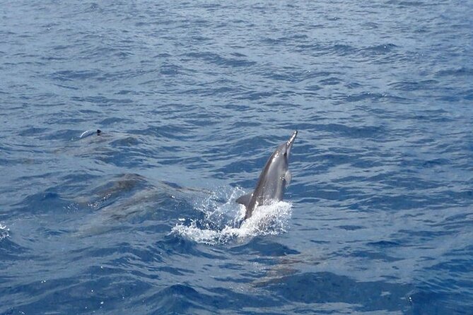 2-Hours Dolphin Excursion in Mauritius - Guides Carl and Allen and the human side of the trip