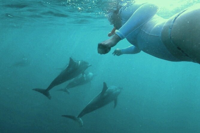 2-Hours Dolphin Excursion in Mauritius - Is $63.97 a fair price?