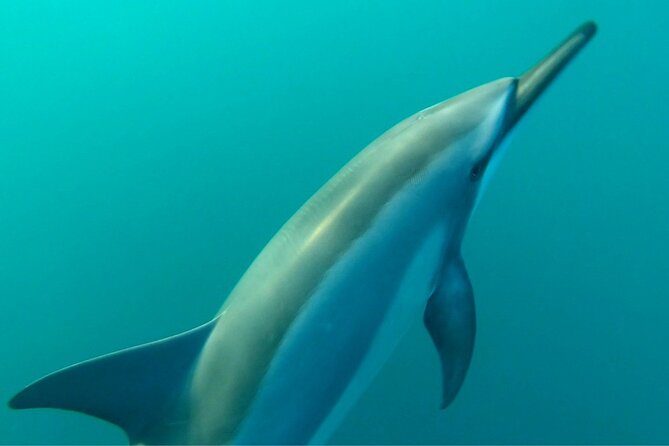 2-Hours Dolphin Excursion in Mauritius - The main drawback: wildlife pressure and shared waters