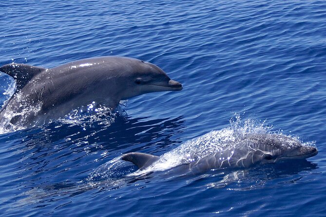2 Hours Dolphin Watching Cruise in Muscat - Leaving Marina Bandar Al Rowdha