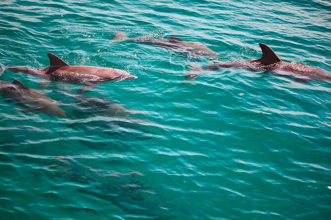 2 Hours Guided Dolphin Tour in Florida - What the $38 price really buys you