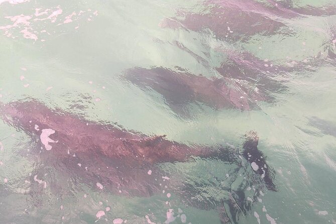 2 Hours Swim with the Dolphins in Panama City - Key points to know before you book