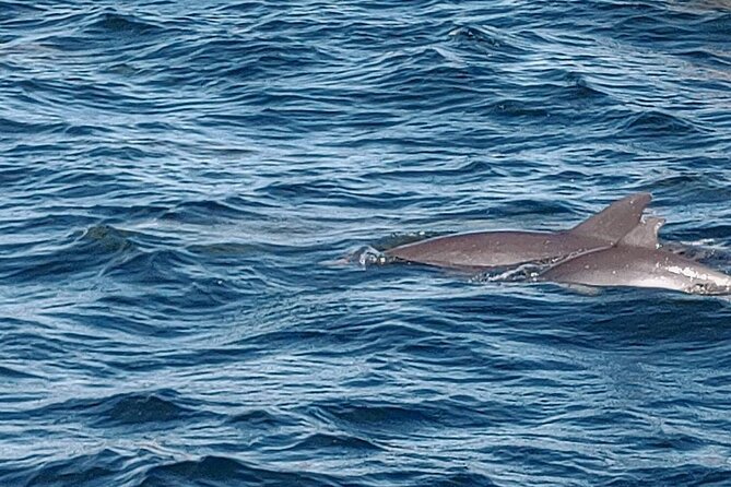 2 Hours Swim with the Dolphins in Panama City - A small boat makes the biggest difference