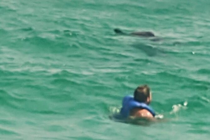 2 Hours Swim with the Dolphins in Panama City - Shell Island is a welcome change of pace