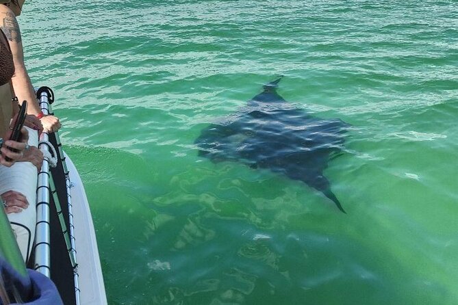 2 Hours Swim with the Dolphins in Panama City - Who should book this outing?